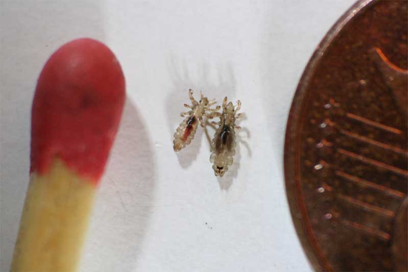 leadlice next to a match head and penny to show size